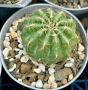 Кактус Oroya Peruviana var minima , снимка 6