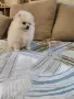 Померанче мъжко , снимка 4
