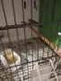 канарчета раза еспаньол, снимка 2