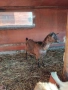 продавам четири кози , снимка 8