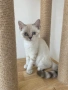 Британски късокосмести котета, снимка 4