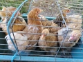 продавам ярки мини кохин, снимка 5