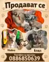 Френски  булдог, снимка 1