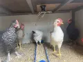 продавам петлета, снимка 2