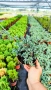 Хвойна Син Килим, Juniperus Blue Carpet, студоустойчива, снимка 3