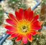Кактуси вид Lobivia Hybrid , снимка 1