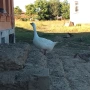 свободни Гъски и Неми Патици., снимка 5