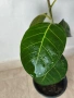 Фикус Ficus Benghalensis( бенгалски фикус ) , снимка 4