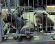 ТОП Американско були хл American bully xl ABKC, снимка 8