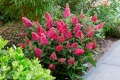 Buddleja dav. Butterfly Candy Little Ruby, снимка 2
