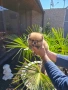 Померан мини  pomeranian mini, снимка 1
