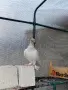 унгарски високолетачи бързаци, снимка 9