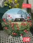 Royal Doulton - Извън утъпкания път чинии за стена , снимка 2
