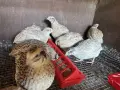 яйца от пъдпъдъци , снимка 2