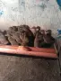 Каки кембъл патица носачка , снимка 2