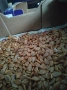 продавам семена за садене на български бели тикви кестенки ,мускат и цигулки, снимка 2