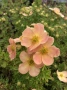 Потентила, Potentilla fruticosa 'Daydawn', студоустойчива и многогодишна, снимка 1