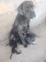 Кане корсо бебета , снимка 1