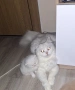 Ангорска котка-женска, снимка 1