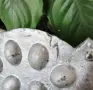 Алуминиева преса за сладки орехчета , снимка 5