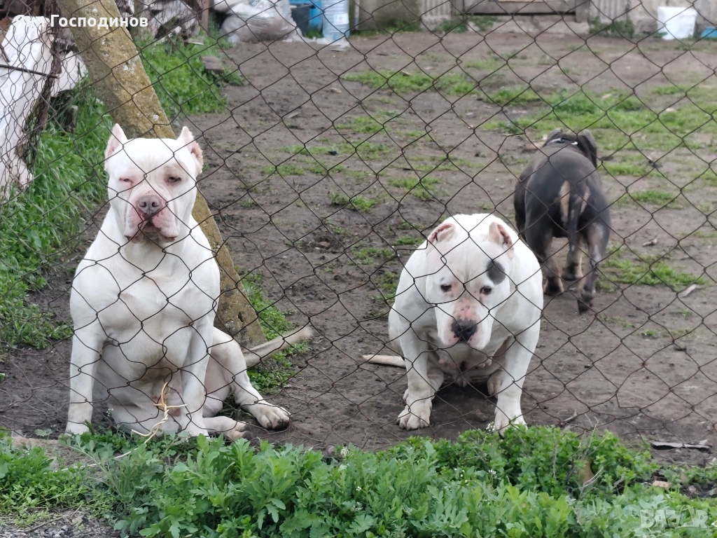 American bully standart, снимка 1