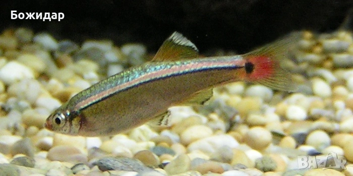 Продавам рибки , снимка 1