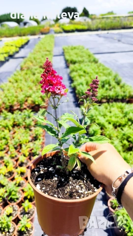 Buddleja dav. Butterfly Candy Little Ruby, снимка 9 - Градински цветя и растения - 54840666