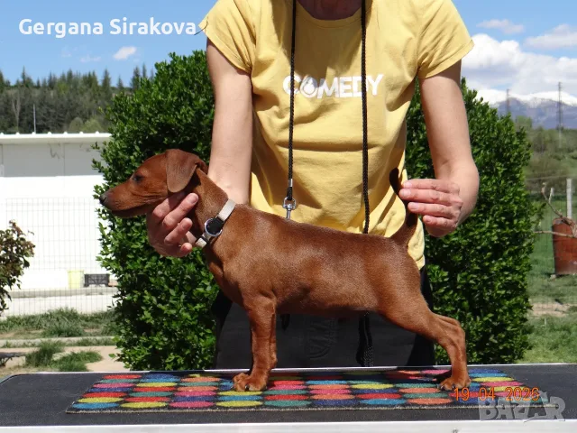 Миниатюрен Пинчер / zwergpinscher, снимка 4 - Пинчер - 54688021