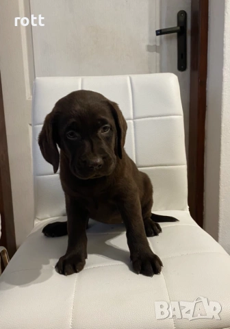Шоколадови лабрадори, снимка 4 - Лабрадор ретривър - 54028240
