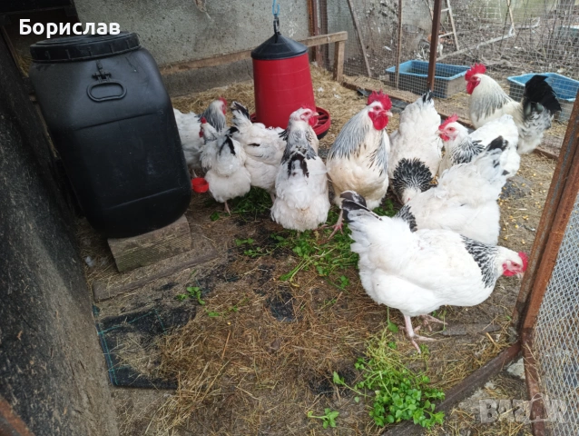 Породисти кокошки, снимка 16 - Кокошки и пуйки - 55172040