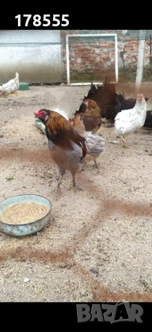 Яйца за люпене от Аракуана , снимка 3 - Кокошки и пуйки - 54008253