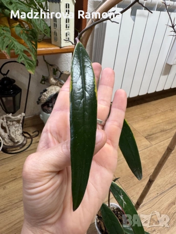 Hoya Хоя Sulawesiana Albomarinata 