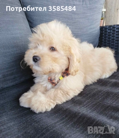 Shih poo /Mini poodle 