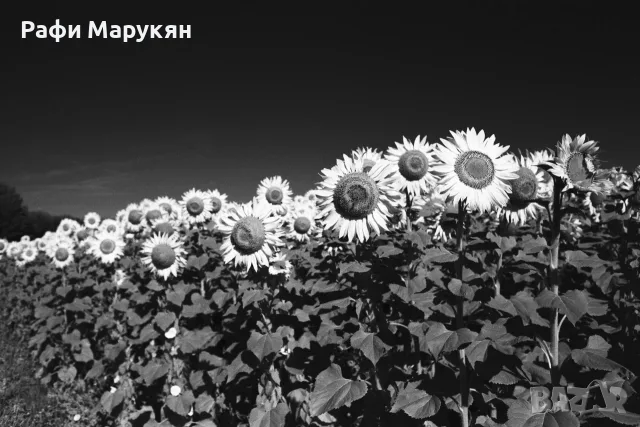 ОБИЧАНИЯТ "CANON AE-1 program'' перфектен филмов апарат, снимка 5 - Фотоапарати - 55621410
