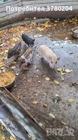 Виетнамски прасета, снимка 7 - Прасета - 54198346