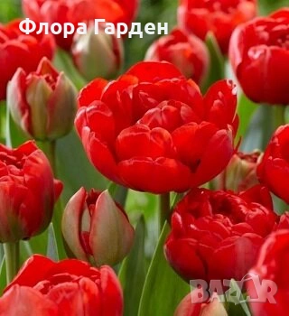 Луковици ЛАЛЕТА - Предварителни поръчки, снимка 4 - Сортови семена и луковици - 55089386
