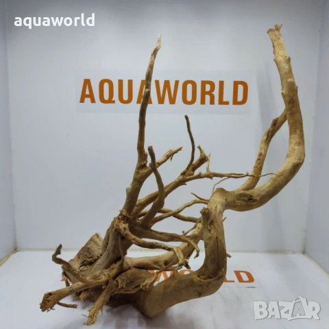 Корен Азалия 18