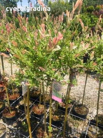 Salix integra ‘Hakuro Nishiki’ (Японска върба ‘Hakuro Nishiki’ – „Пъстра японска върба“)