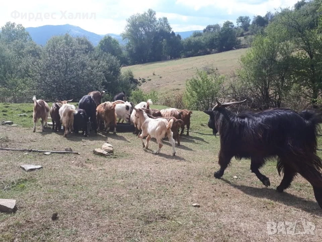 Продавам, снимка 4 - Овце - 54343315