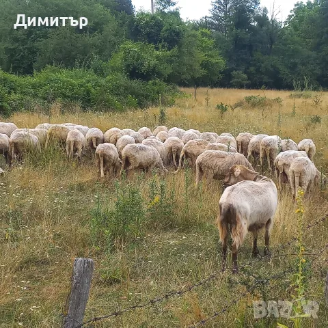 продават се 60 броя овце, снимка 6 - Овце - 55365697