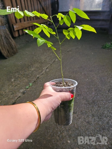 Глициния (вистерия), снимка 7 - Други - 54105853