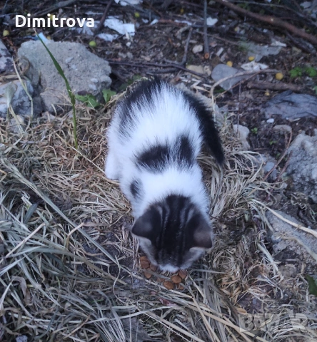 Котета търсят дом, снимка 3 - Други - 54756003