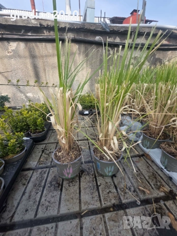 Кортадерия- Пампаска трева  , снимка 6 - Градински цветя и растения - 27388242