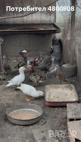 Мандаринки, снимка 4 - други­ - 54237285