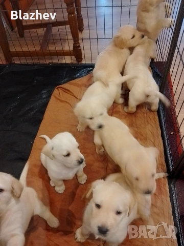 Лабрадор ретривър , снимка 8 - Лабрадор ретривър - 54367430