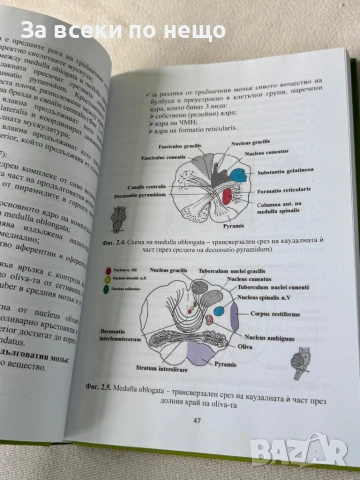 Клинична невроанатомия, снимка 7 - Специализирана литература - 54308036