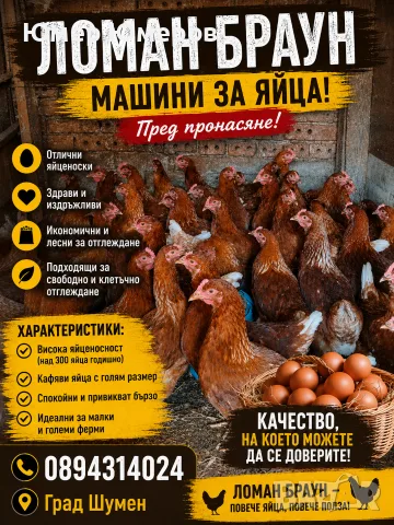 Ярки Ломан Браун 