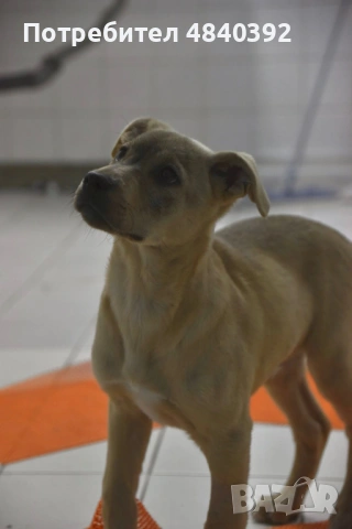 Rescue puppy, снимка 2 - Други - 54699590
