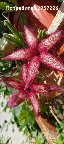 Stapelia hirsuta