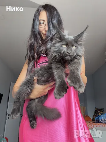Мейн кун котенца / Мейн куун котенца / Maine coon kittens, снимка 8 - Мейн кун - 50068719